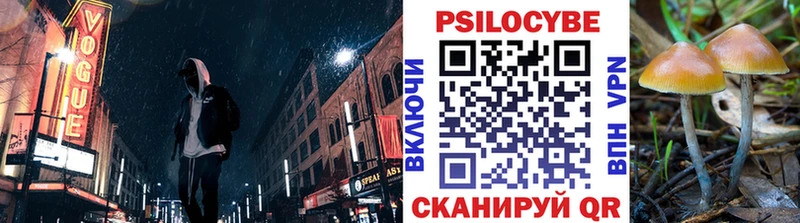 купить   Зверево  Псилоцибиновые грибы Psilocybe 